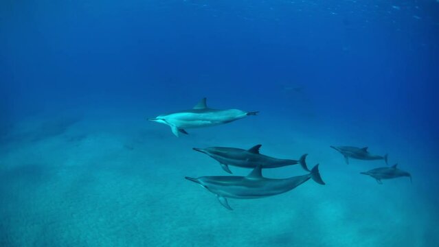 Slow Motion Shot Of Pods Of Common Dolphins Swimming Together In Blue Ocean - Waikiki, Hawaii