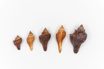  Isolated shells with white Background.