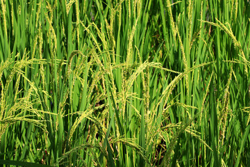 Rice plant from agriculture in Thailand	