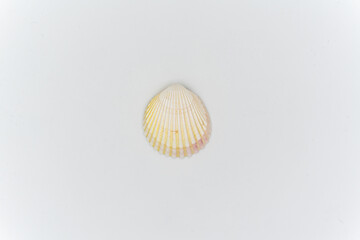 Sea shell , isolated on white background