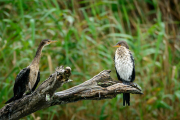 Naklejka na ściany i meble Immature Reed or Long-tailed Cormorant (Microcarbo africanus), Kosi Bay. KwaZulu Natal. South Africa