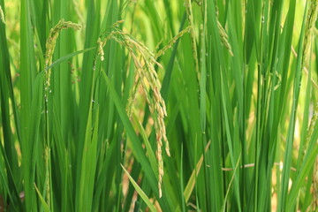 Naklejka premium Rice plant from agriculture in Thailand 