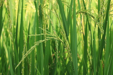 Rice plant from agriculture in Thailand	