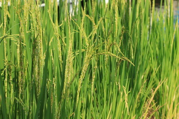 Rice plant from agriculture in Thailand	