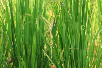 Rice plant from agriculture in Thailand	