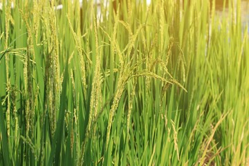 Rice plant from agriculture in Thailand	