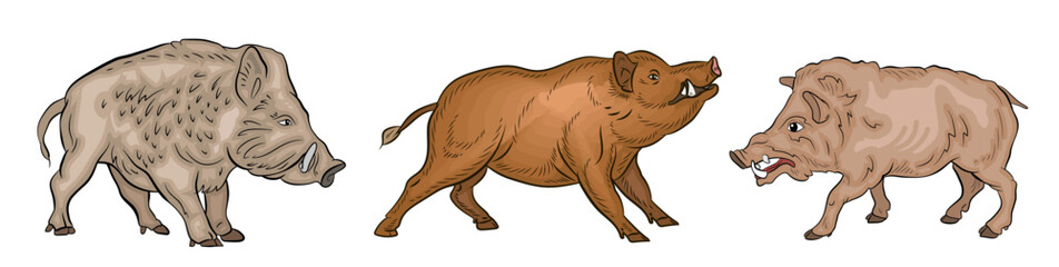 Animals. Color image of a large wild boar.
Vector drawing.
