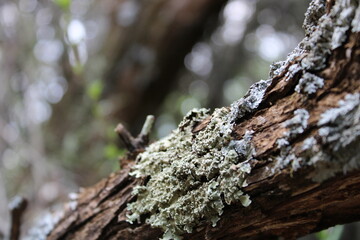 tree bark with moss.