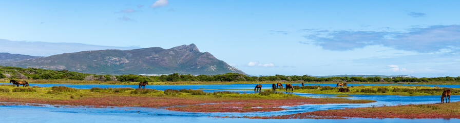 Wild horses at the Botrivier (Botriver) Estuary at Rooisand Nature Reserve. Kleinmond, Whale Coast,...