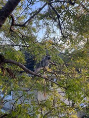 Africa, Tanzania, Zanzibar | Monkeys at the tree in Zanzibar, Africa. Monkeys having fun in Africa.