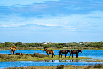Wild horses at the Botrivier (Botriver) Estuary at Rooisand Nature Reserve. Kleinmond, Whale Coast, Overberg. Western Cape. South Africa.