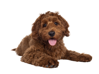 Adorable red Cobberdog aka Labradoodle dog puppy, laying down facing front. Looking straight to camera, tongue out. Isolated cutout on a transparent background.