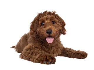 Poster Adorable red Cobberdog aka Labradoodle dog puppy, laying down facing front. Looking straight to camera, tongue out. Isolated cutout on a transparent background. © Nynke