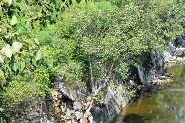 Sacred fig leaf (Ficus religiosa L , Peepal Tree, Bodhi Tree, Bo Tree, Peepul ) in the forest