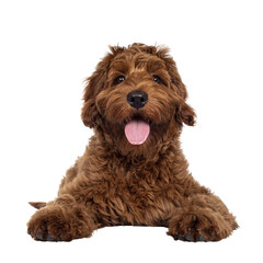 Adorable red Cobberdog aka Labradoodle dog puppy, laying down facing front head up. Looking straight to camera, tongue out. Isolated cutout on a transparent background.