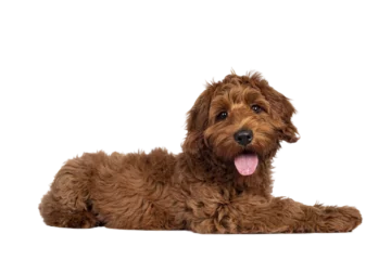  Adorable red Cobberdog aka Labradoodle dog puppy, laying down side ways. Looking straight to camera, tongue out. Isolated cutout on a transparent background. © Nynke
