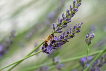 Abeille butinant de la lavande