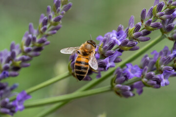 Abeille butinant de la lavande
