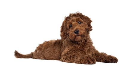 Adorable red Cobberdog aka Labradoodle dog puppy, laying down side ways. Looking straight to camera, closed mouth. Isolated cutout on a transparent background. - obrazy, fototapety, plakaty