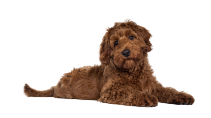 Adorable red Cobberdog aka Labradoodle dog puppy, laying down side ways. Looking straight to camera, closed mouth. Isolated cutout on a transparent background.