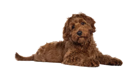 Wandaufkleber Adorable red Cobberdog aka Labradoodle dog puppy, laying down side ways. Looking straight to camera, closed mouth. Isolated cutout on a transparent background. © Nynke