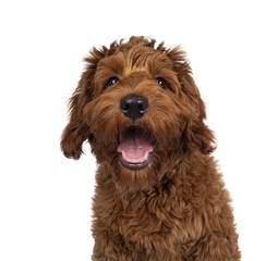 Head shot of adorable red Cobberdog aka Labradoodle dog puppy, sitting up facing front . Looking straight to camera, mouth slightly open. Isolated cutout on a transparent background.