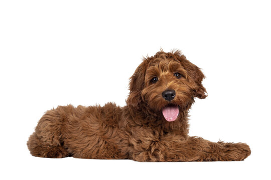 Adorable red Cobberdog aka Labradoodle dog puppy, laying down side ways. Looking straight to camera, tongue out. Isolated cutout on a transparent background.