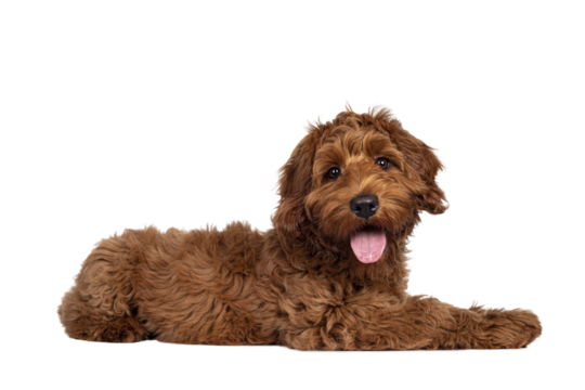 Adorable red Cobberdog aka Labradoodle dog puppy, laying down side ways. Looking straight to camera, tongue out. Isolated cutout on a transparent background.