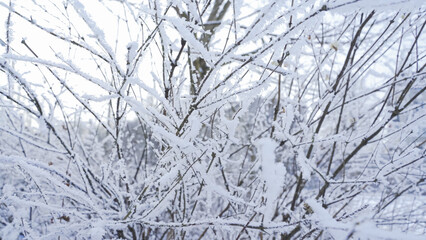 Snow on branches tree. Winter snow nature landscape
