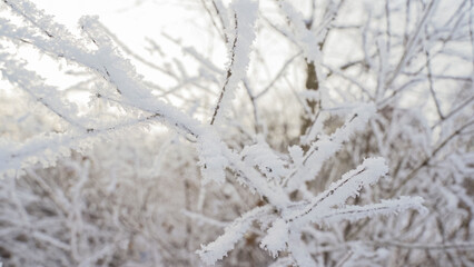 Frozen trees in snows. Beautiful winter field with birds in the background