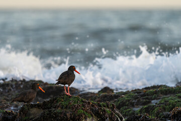 African oystercatcher or African black oystercatcher (Haematopus moquini) on coastal rocks, a wave...