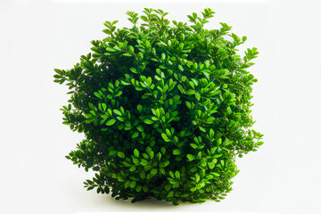 Close up tropical plant flower bush tree isolated on white background for outside decoration.