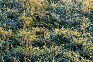 Meadow with different grass covered with hoarfrost in autumn morning