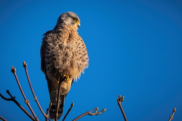beautiful kestrel