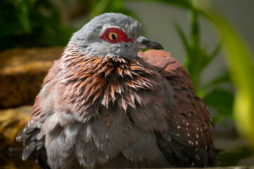 Speckled pigeon or African rock pigeon (Columba guinea). Hermanus, Whale Coast, Overberg, Western Cape, South Africa.