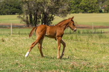 Naklejka na ściany i meble Beautiful young chestnut filly foal. Ten days old. Quarterly Horse.