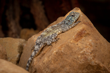 Southern rock agama or southern African rock agama (Agama atra). Hermanus, Whale Coast, Overberg,...