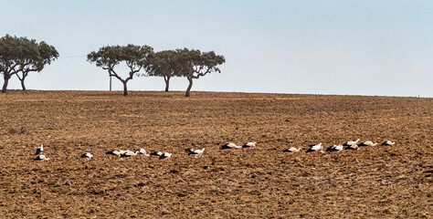 White storks, Ciconia ciconia walking on a plowed field at Villa del Rey, Extremadura, Spain