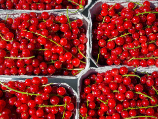 Several bowls of fresh healthy red currants at a market.