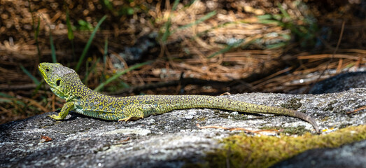 Ocellated lizard, Timon lepidus iat the Cies Islands, Galicia, Spain