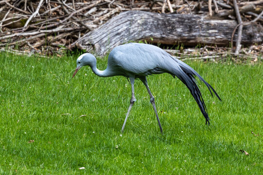 The Blue Crane, Grus paradisea, is an endangered bird