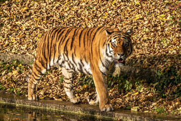 The Siberian tiger,Panthera tigris altaica in the zoo