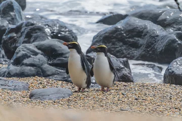 Fotobehang Fiordland penguin (Eudyptes pachyrhynchus) © Johannes Jensås