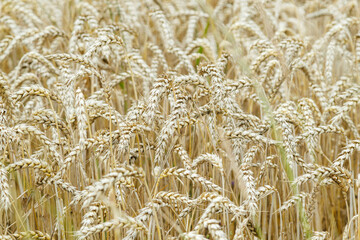 Golden ripe ears of wheat close-up