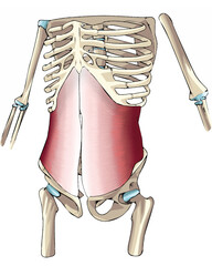 dibujo múculo transverso abdominal