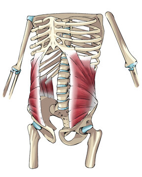 dibujo m&uacute;sculo oblicuo interno