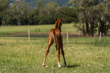 Young chestnut foal viewed from behind. 