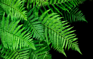 Fototapeta na wymiar natural background fern leaf on black background tropical leaves