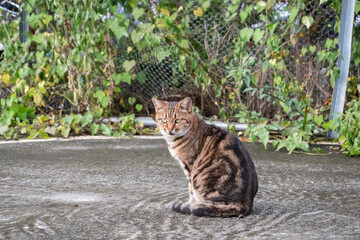 adorable tabby stray cat