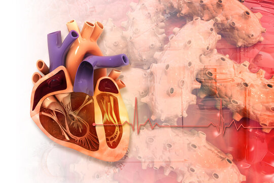 Human heart  cross section anatomy on scientific background. 3d illustration.